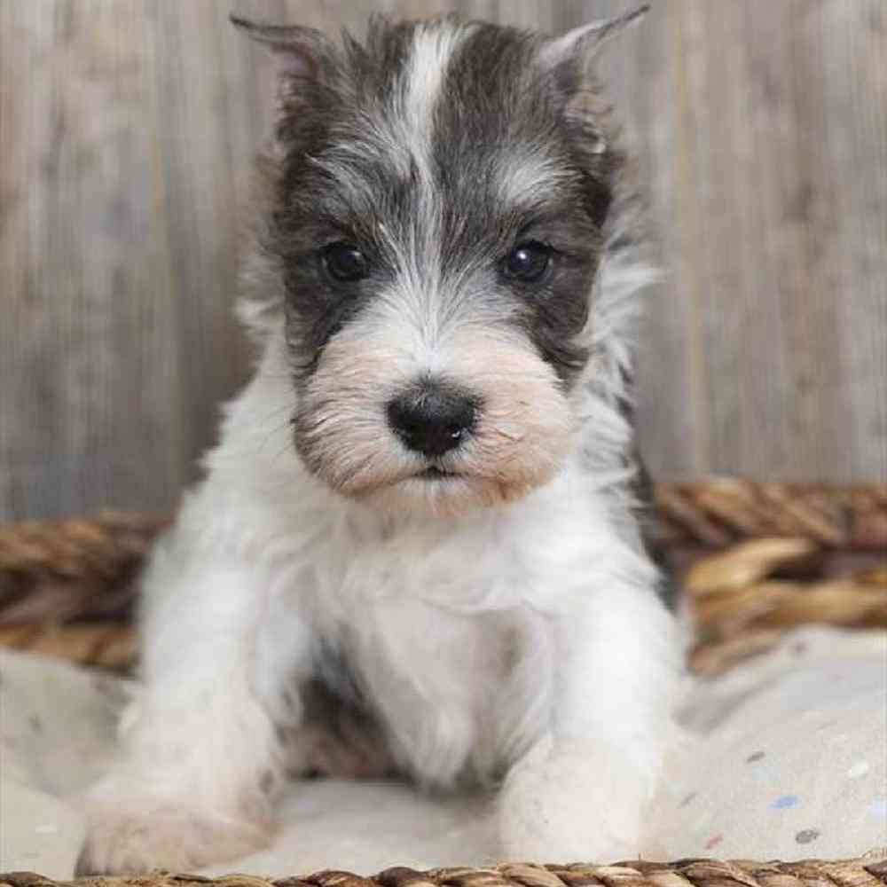 Male Miniature Schnauzer Puppy for sale