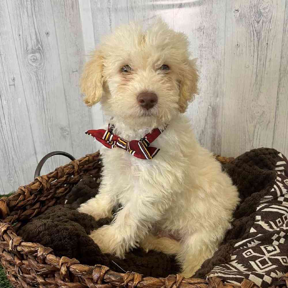 Male Mini Labradoodle 2nd Gen Puppy for sale