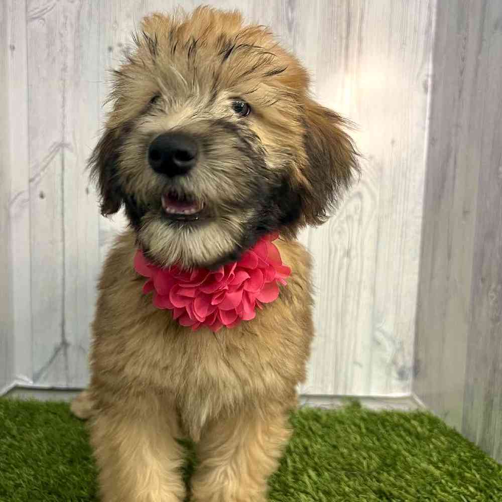 Female Soft Coated Wheaten Terrier Puppy for sale