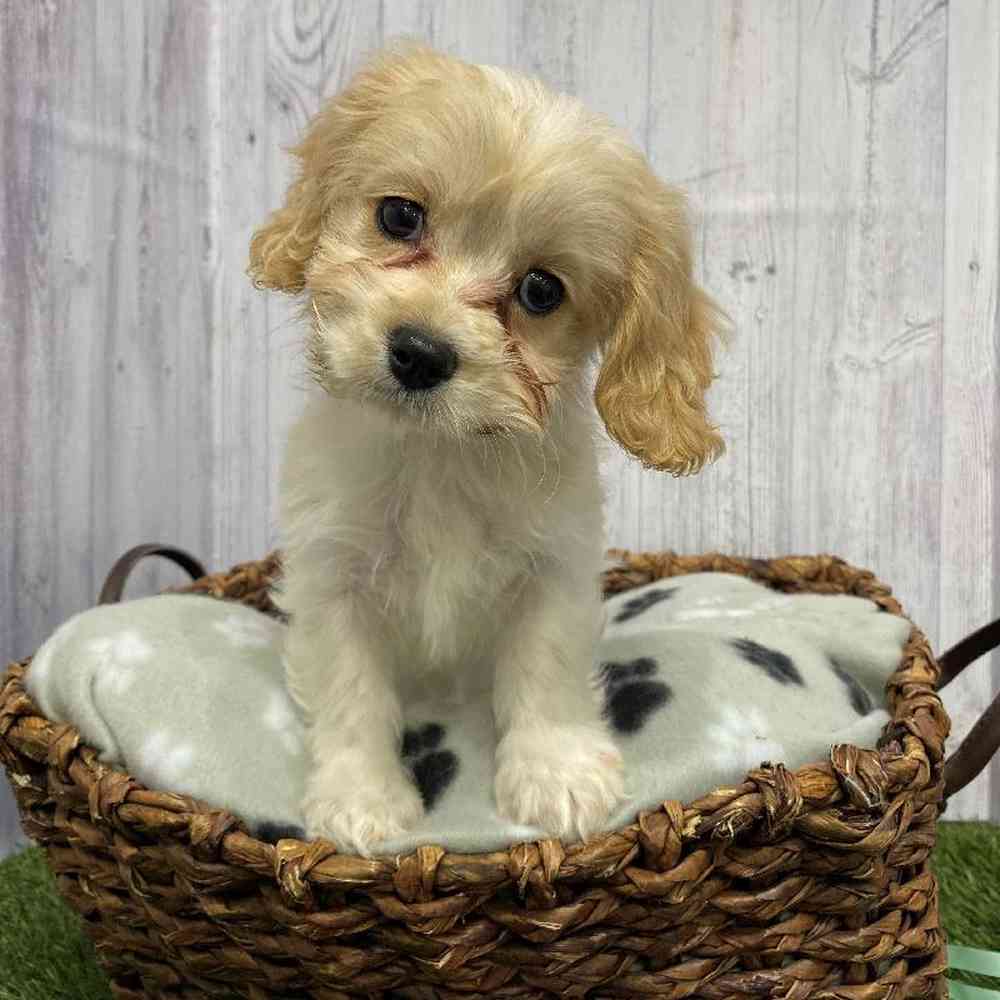 Female Cavachon Puppy for Sale in Saugus, MA