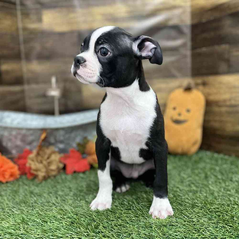Male Boston Terrier Puppy for Sale in Braintree, MA