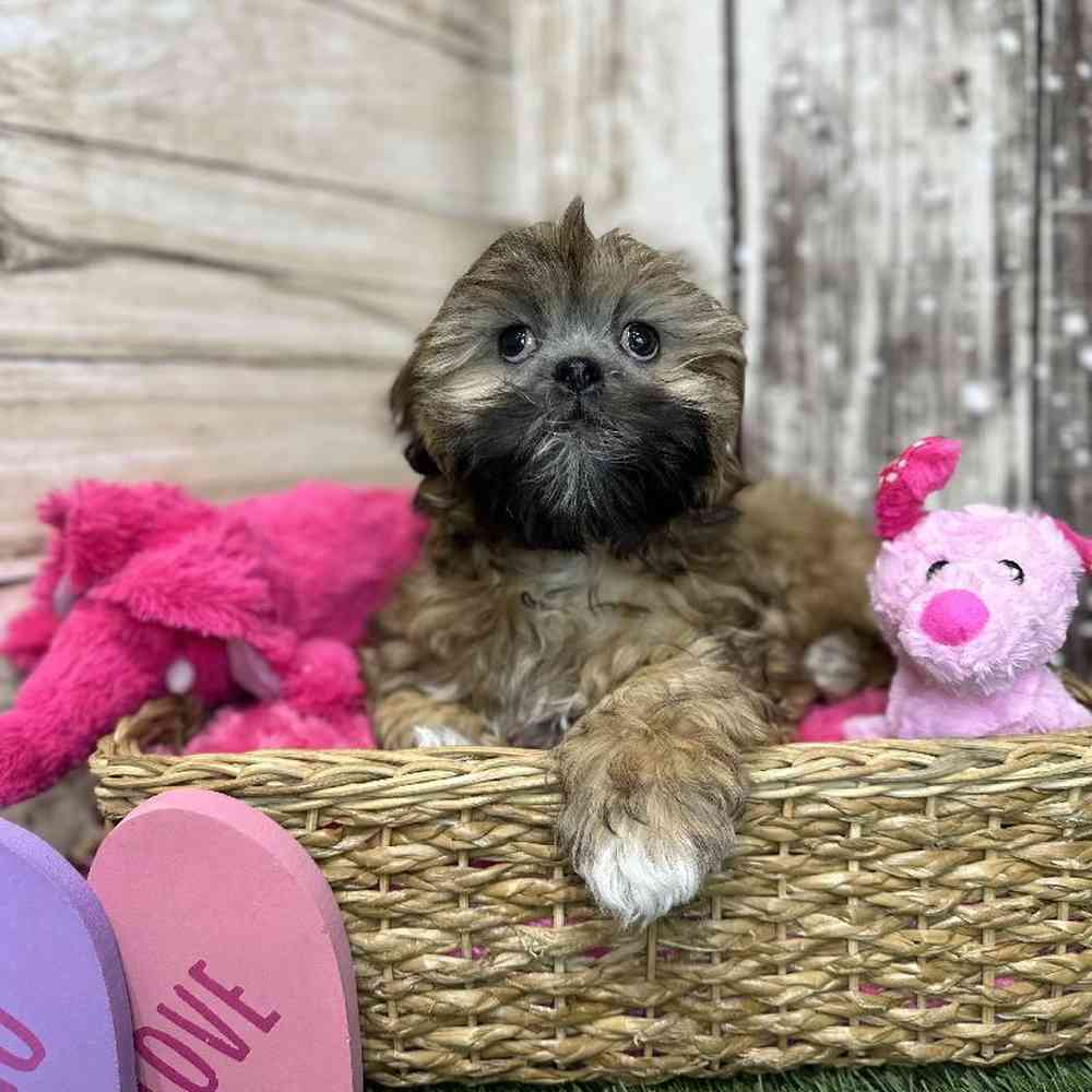 Female Lhasa Apso Puppy for Sale in Saugus, MA