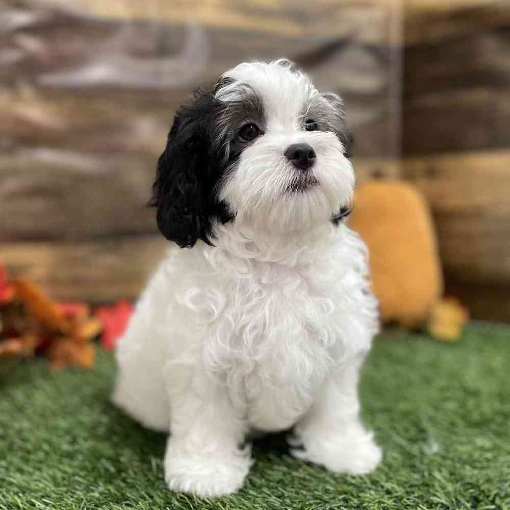 Female Lhasa-Poo Puppy for Sale in Braintree, MA