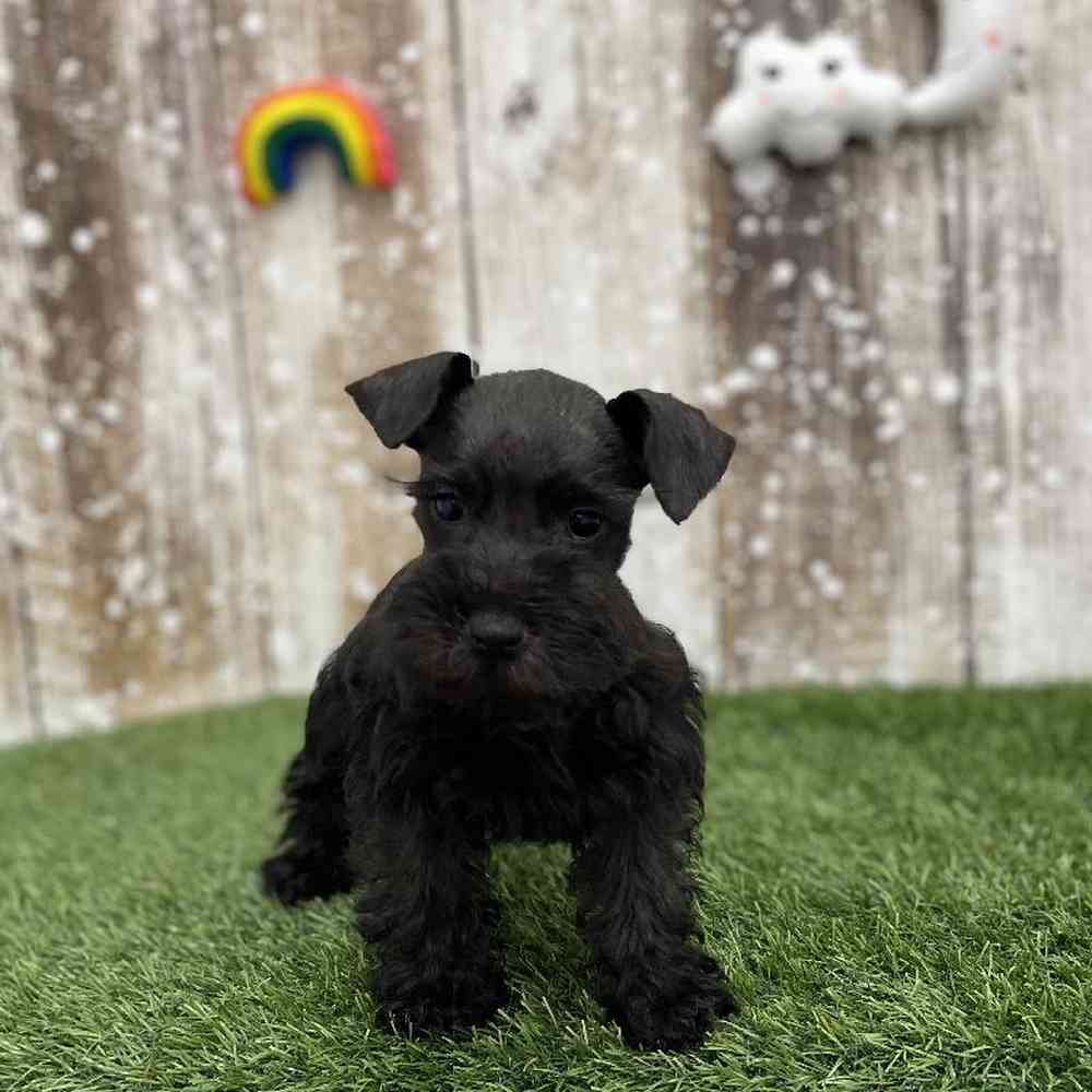 Female Miniature Schnauzer Puppy for Sale in Braintree, MA