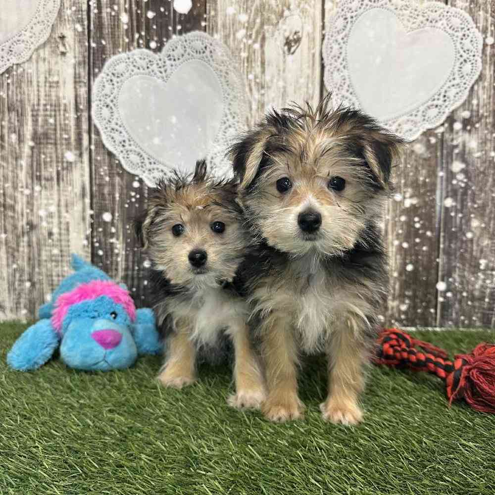 Male Morkie Puppy for Sale in Saugus, MA