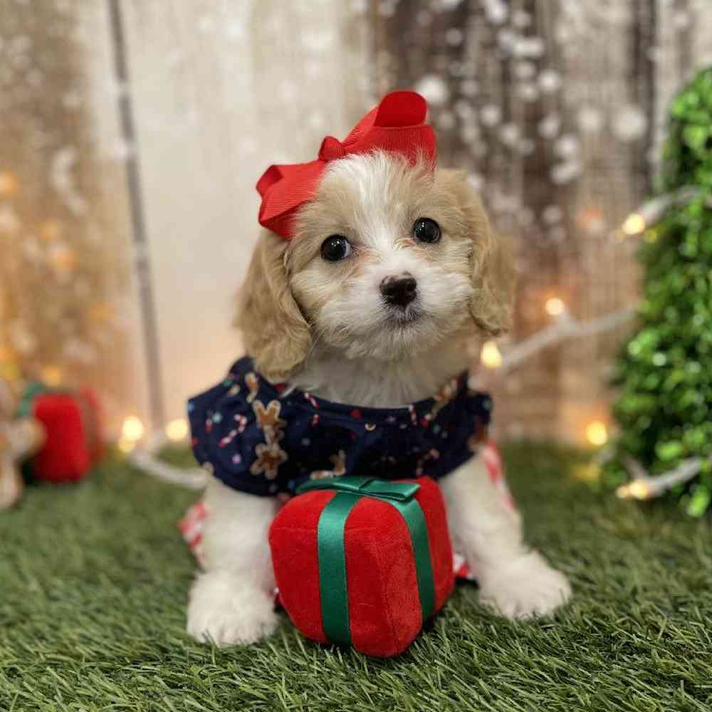 Female Cavapoo Puppy for Sale in Braintree, MA