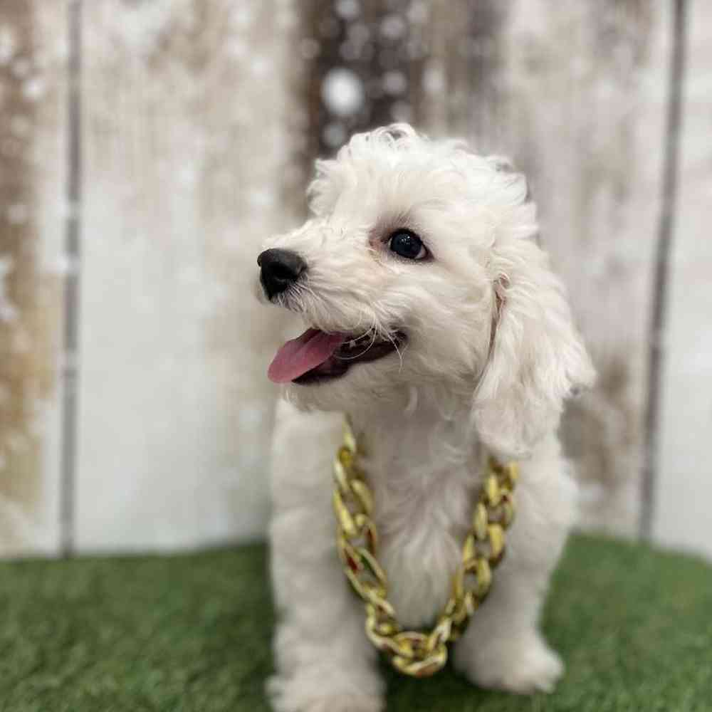 Male Bichon Frise Puppy for Sale in Braintree, MA