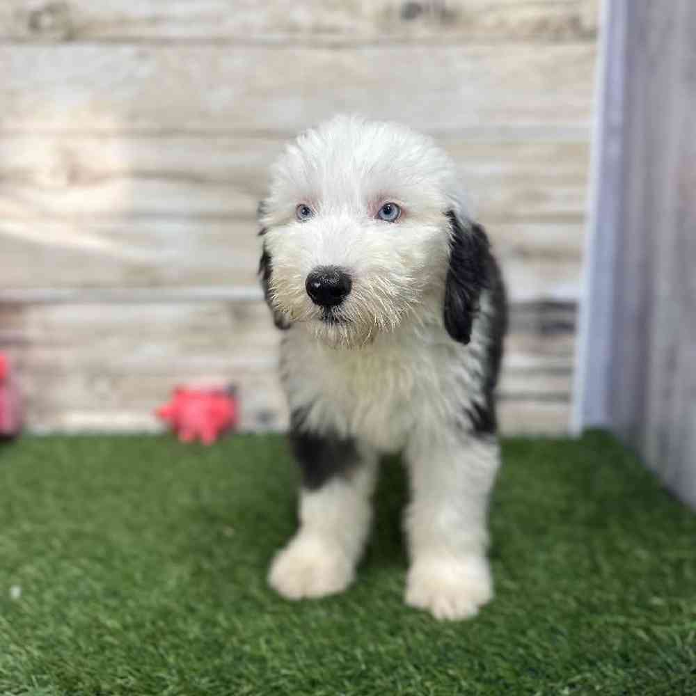 Male Old English Sheepdog Puppy for Sale in Saugus, MA