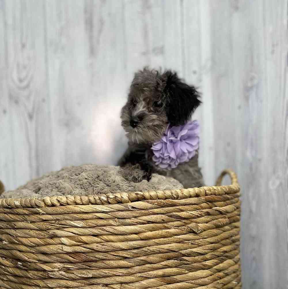 Female Schnoodle Puppy for sale