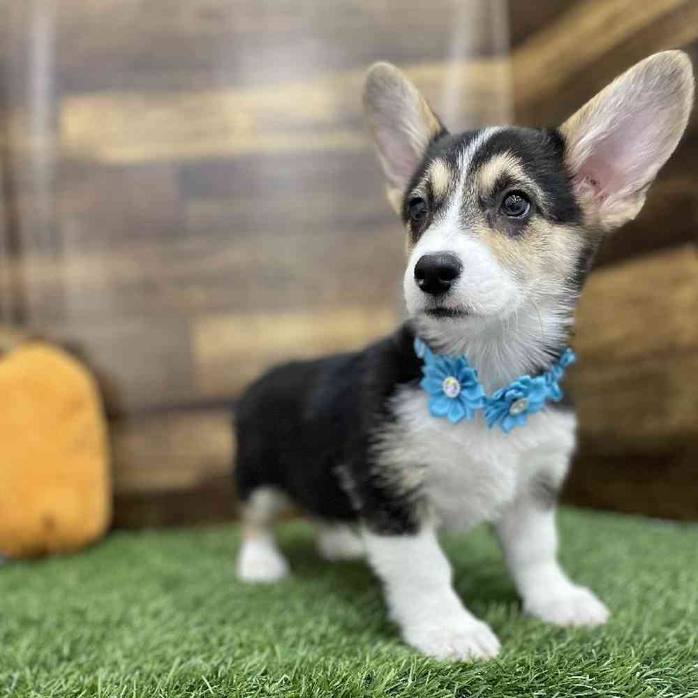 Female Pembroke Welsh Corgi Puppy for Sale in Braintree, MA