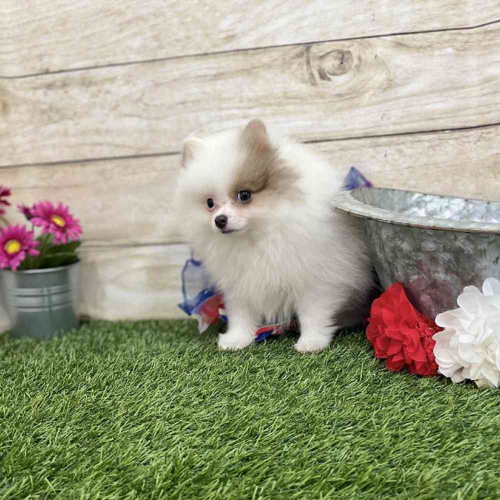 Female Pomeranian Puppy for Sale in Braintree, MA