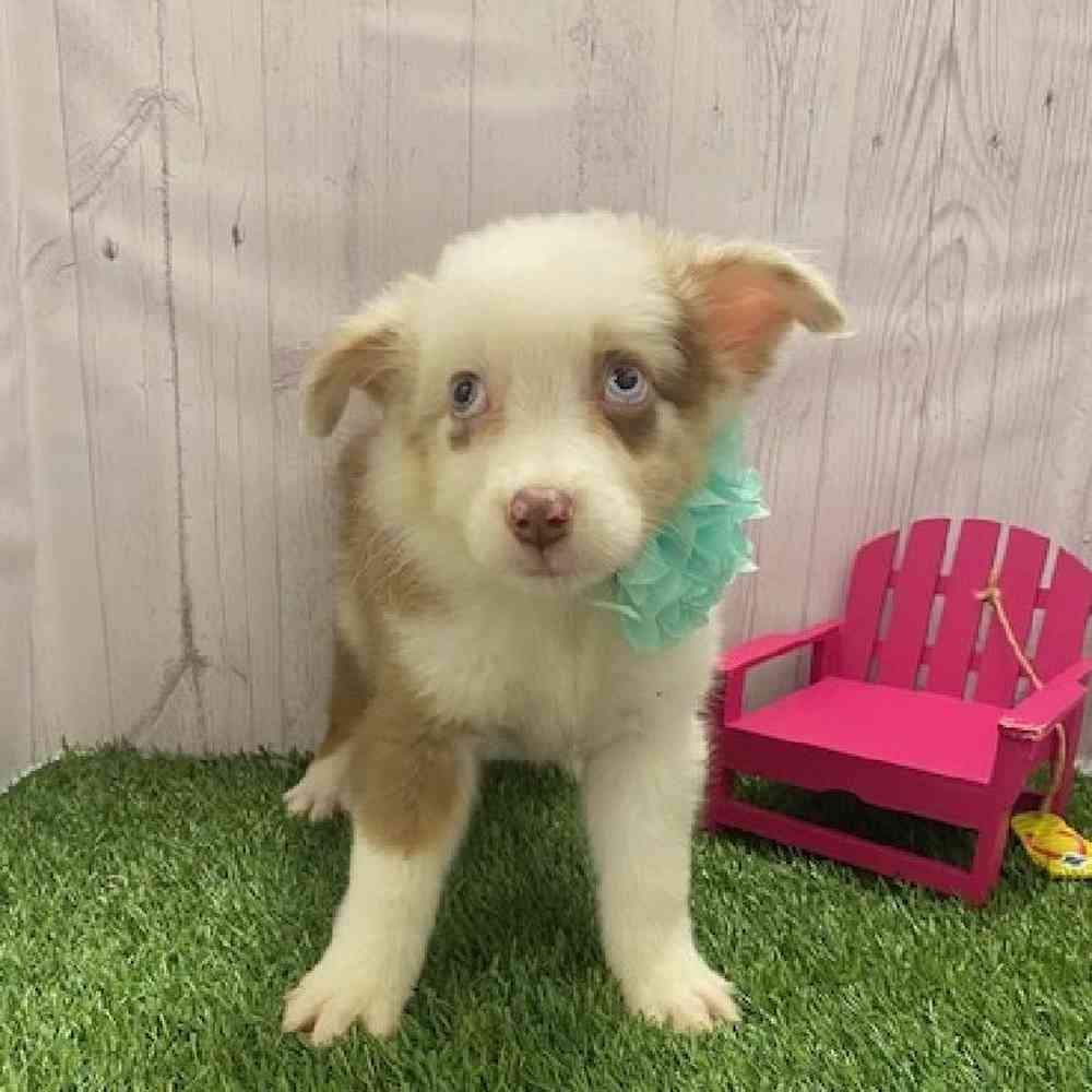 Female Australian Shepherd Puppy for Sale in Braintree, MA