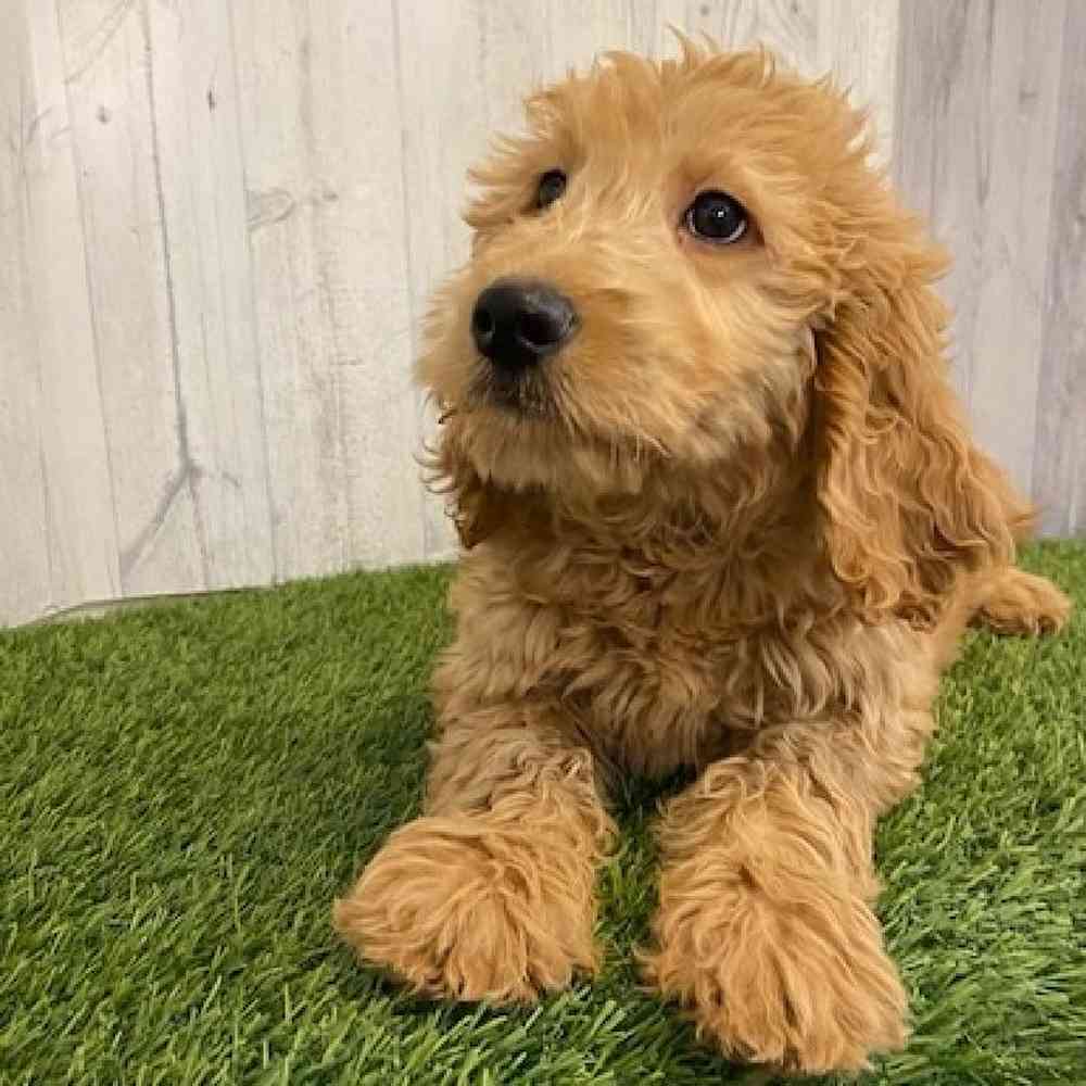 Female Goldendoodle Puppy for sale