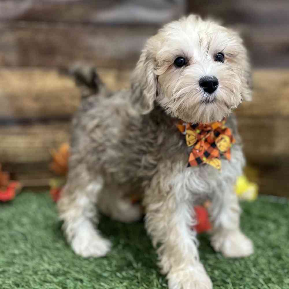 Male Schnoodle Puppy for Sale in Braintree, MA