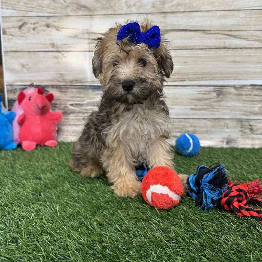 Female Bichon-Poodle 2nd Gen Puppy for Sale in Braintree, MA