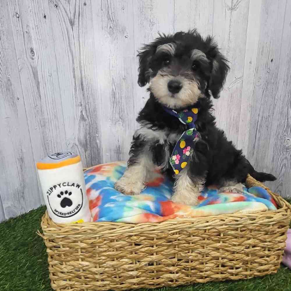Male Chonzer (Bichon/Min Schnauzer) Puppy for Sale in Saugus, MA