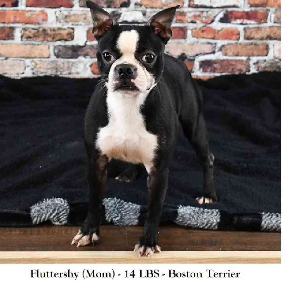 Male Boston Terrier Puppy for Sale in Braintree, MA