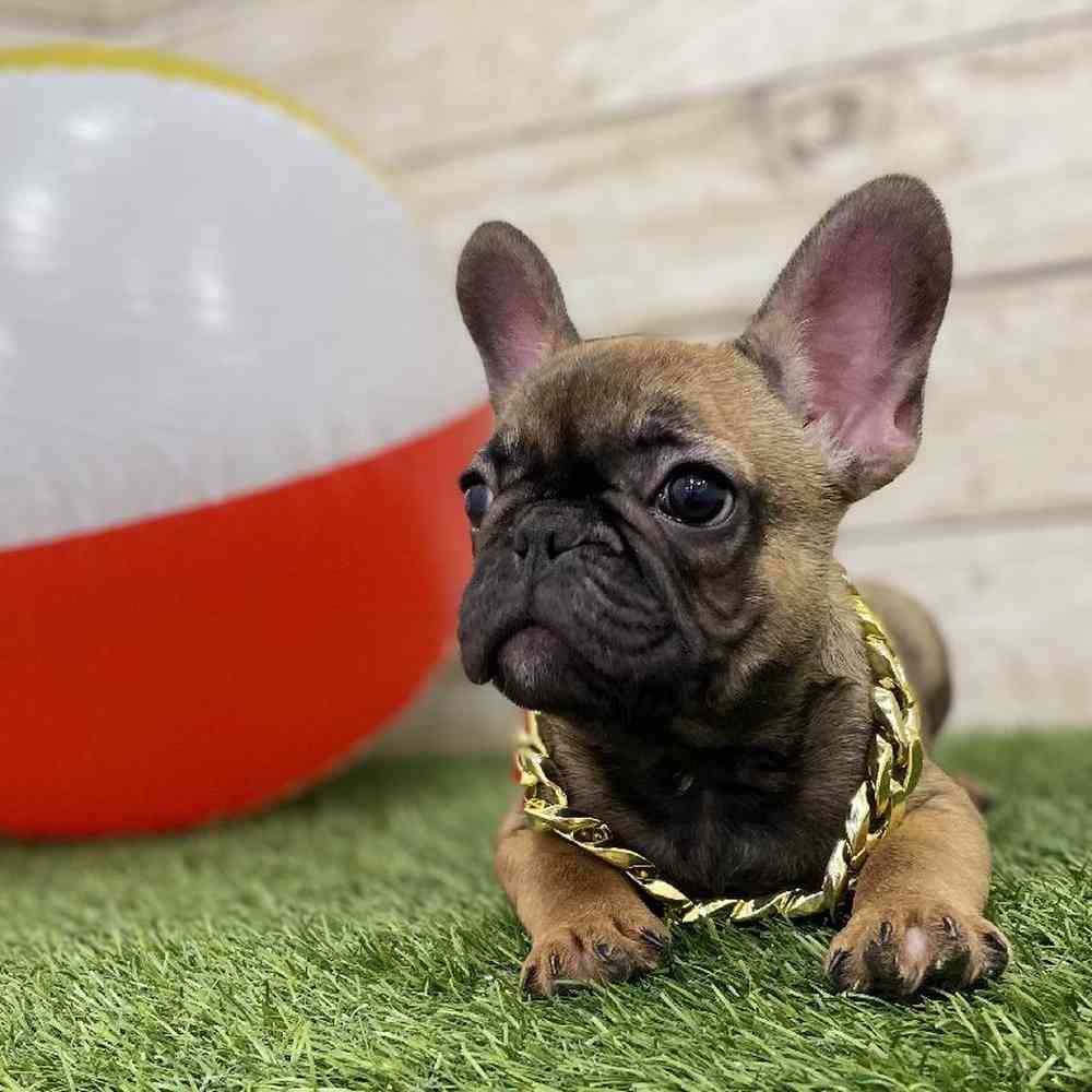 Male French Bulldog Puppy for Sale in Braintree, MA