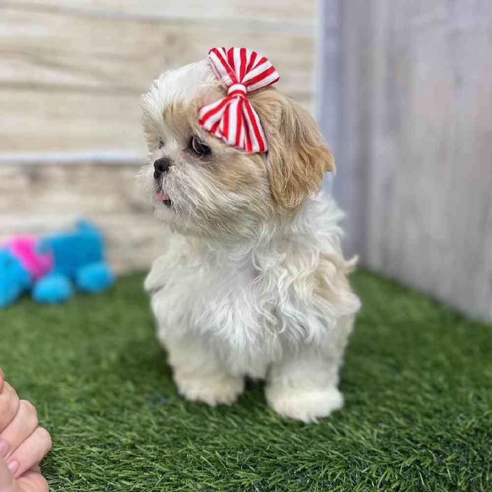 Female Shih Tzu Puppy for Sale in Saugus, MA