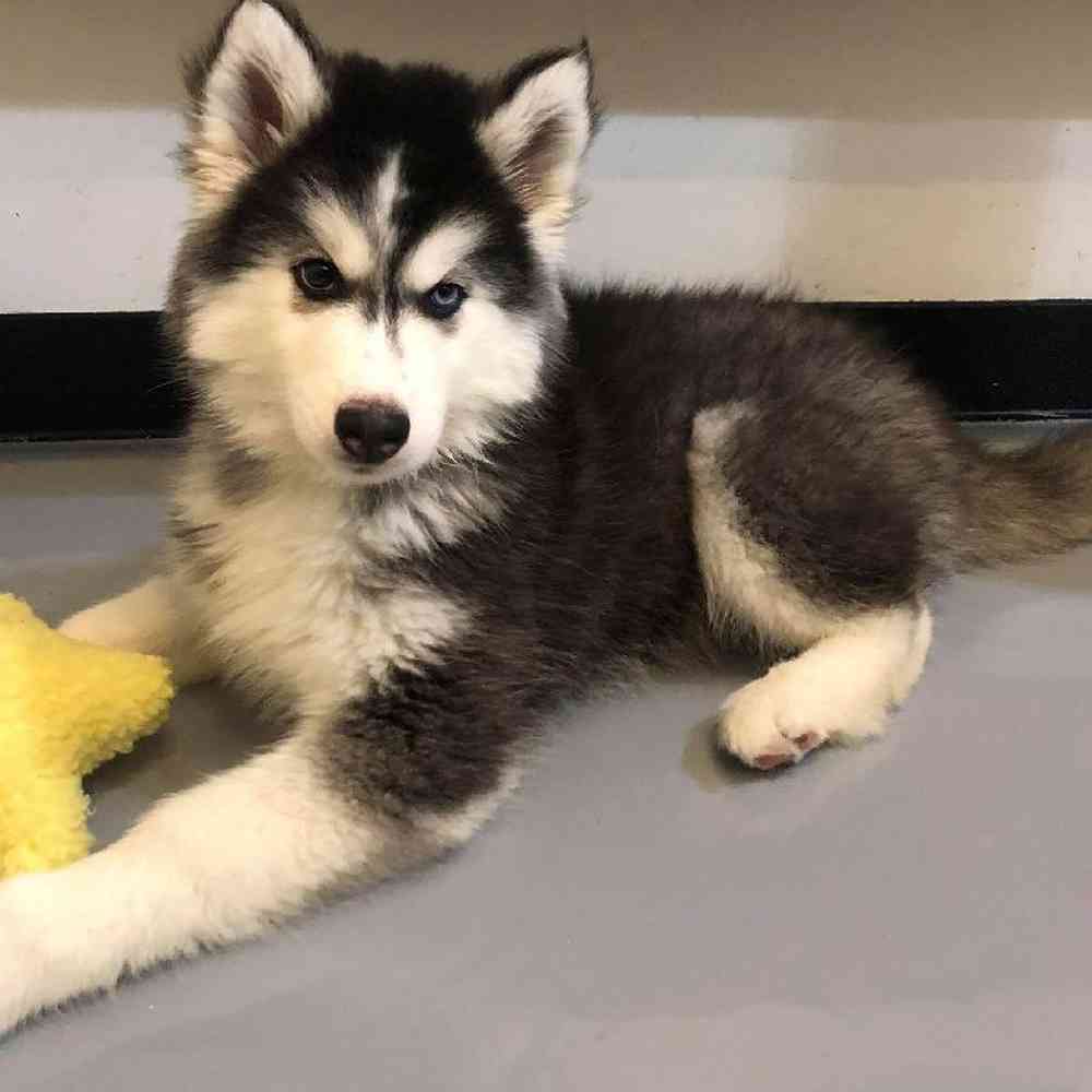 Male Siberian Husky Puppy for sale