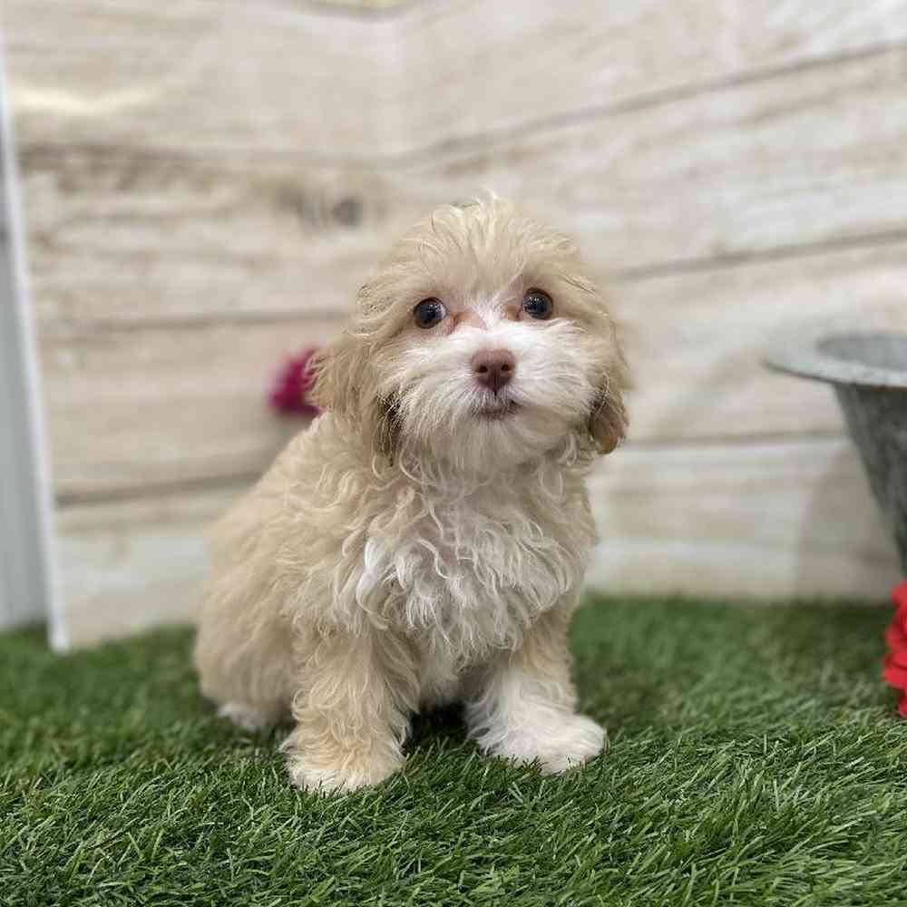 Female Cockapoo 2nd Gen Puppy for Sale in Braintree, MA