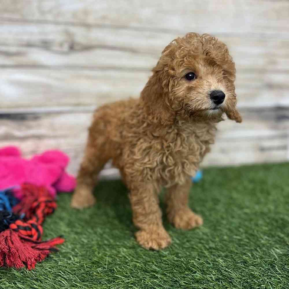 Female Mini Labradoodle 2nd Gen Puppy for Sale in Saugus, MA