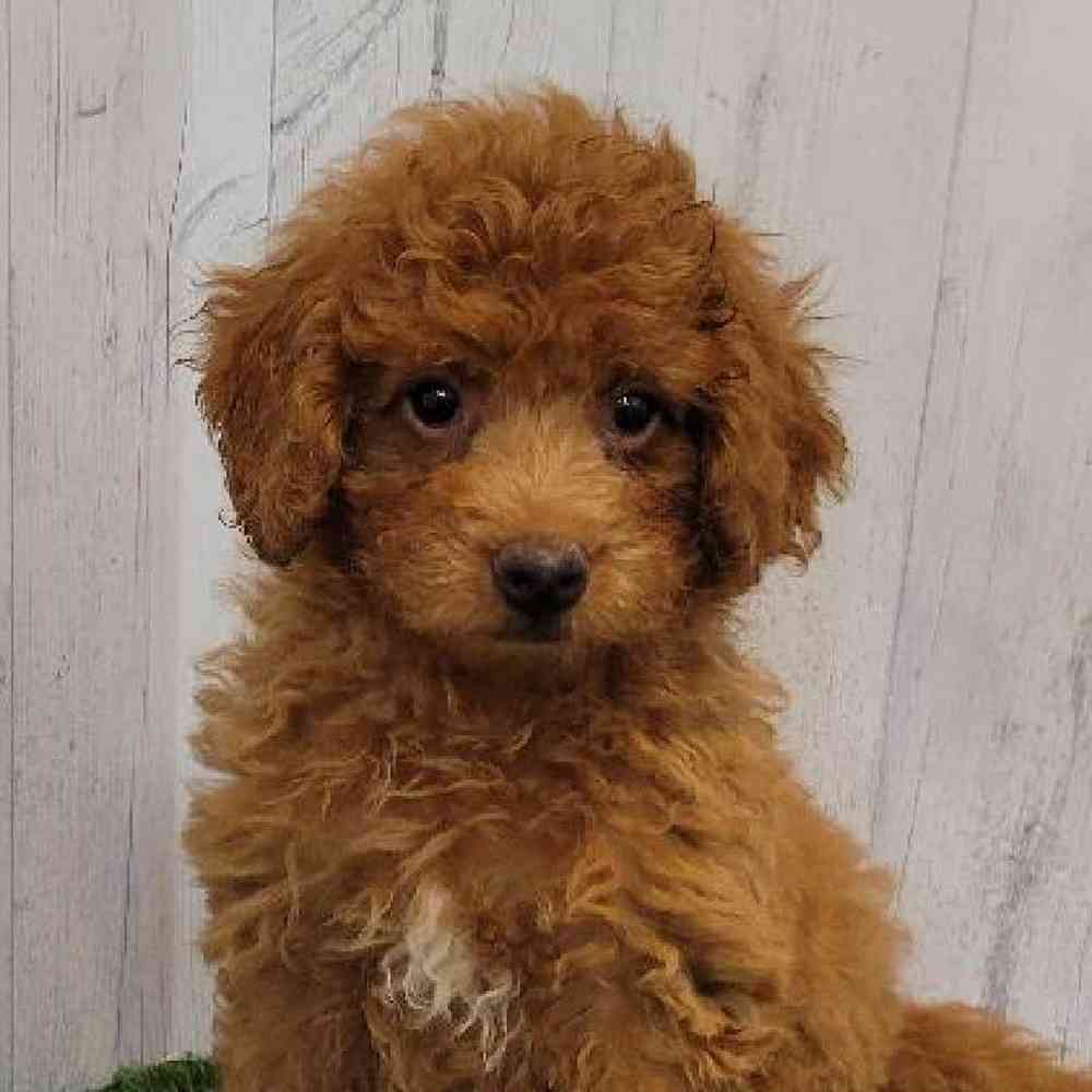 Female Mini Goldendoodle Puppy for sale