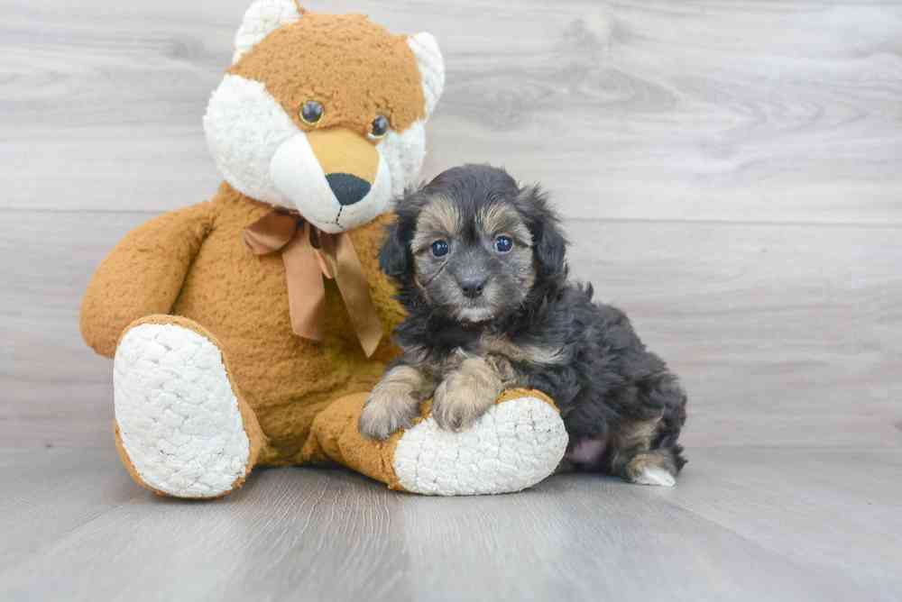 maltipoo-greta-4172140522623633.jpg