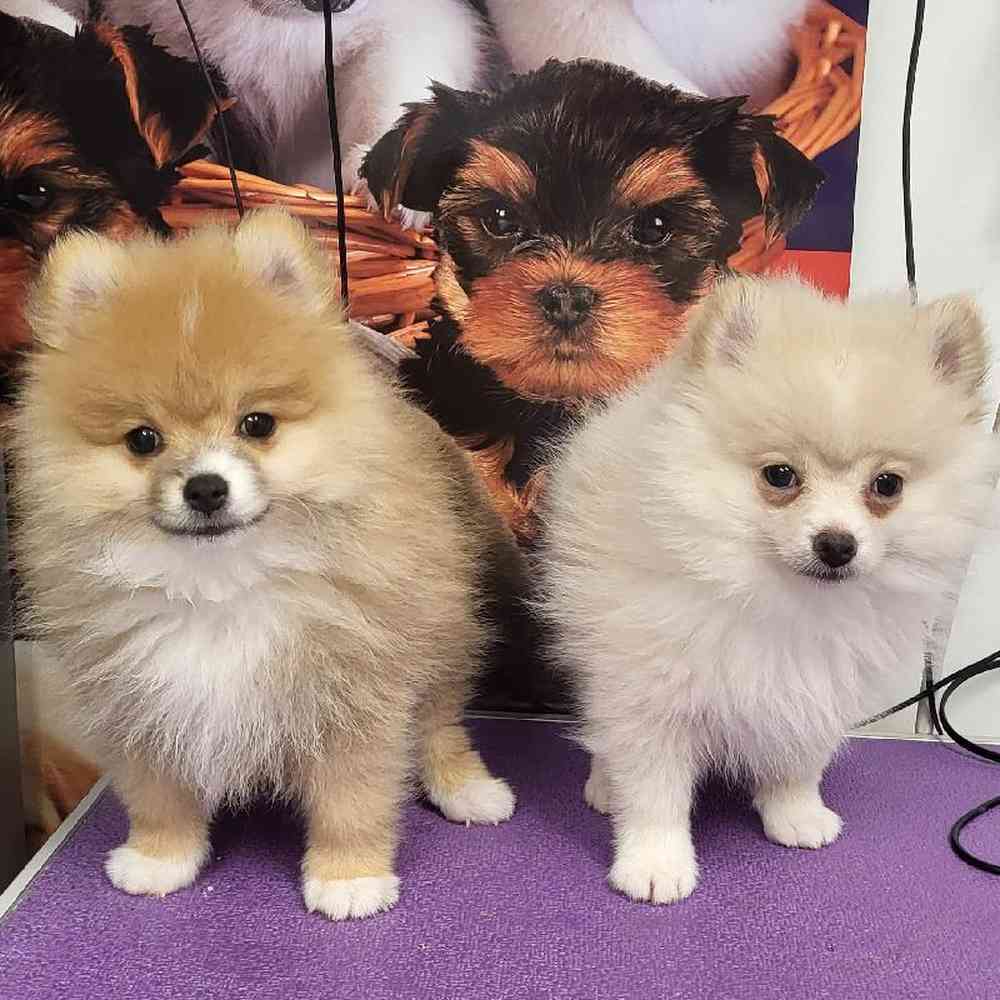 Female Pomeranian Puppy for Sale in Saugus, MA