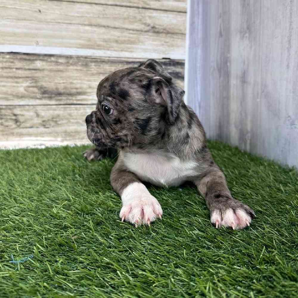 Male Bugg Puppy for Sale in Saugus, MA
