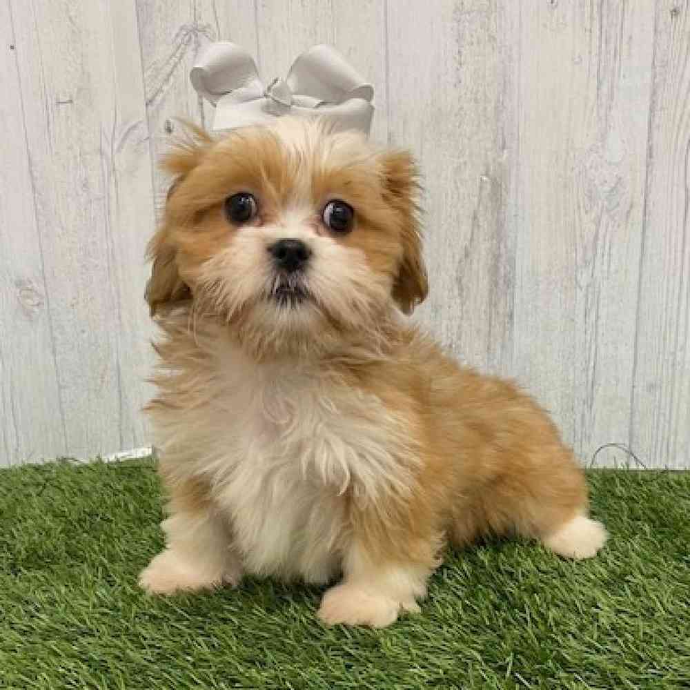 Female Lhasa Apso Puppy for Sale in Braintree, MA