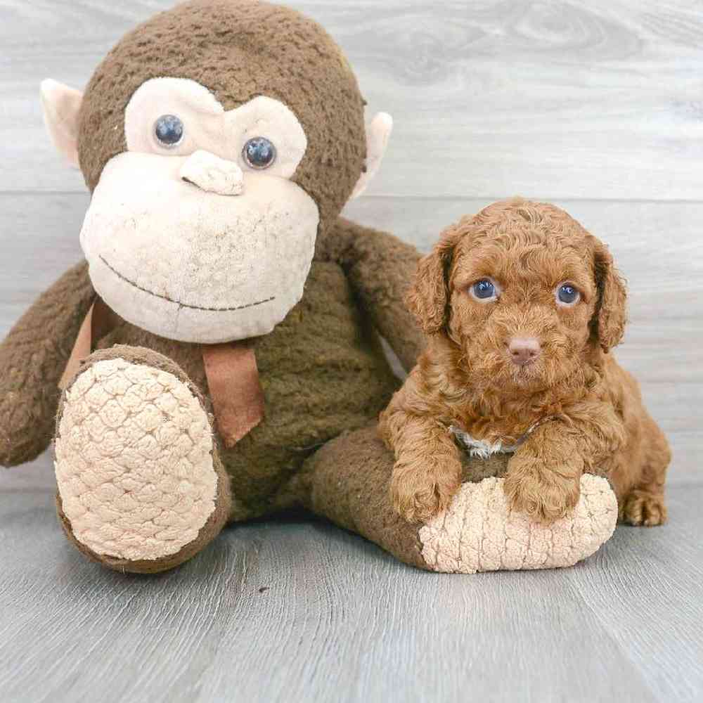cavapoo-marianne-4648767777353230.jpg