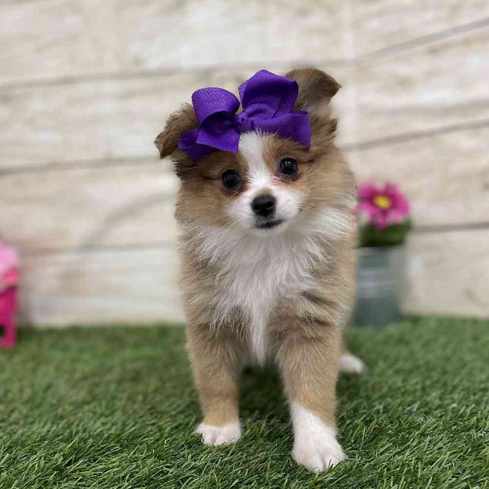 Female Aussie Pom Puppy for Sale in Braintree, MA