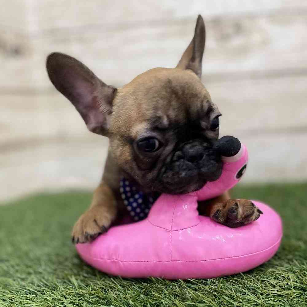 Male French Bulldog Puppy for Sale in Braintree, MA