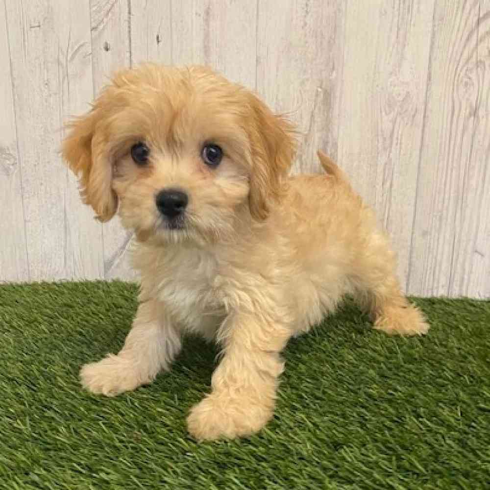 Male Cavachon Puppy for sale
