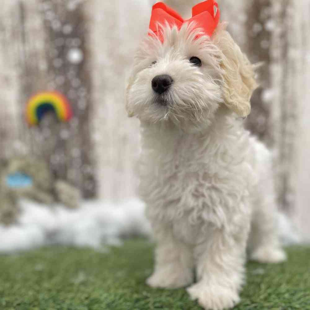 Female Mini Goldendoodle 2nd Gen Puppy for Sale in Braintree, MA