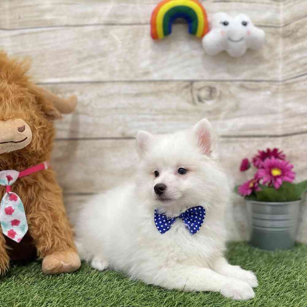 Male American Eskimo Puppy for Sale in Braintree, MA