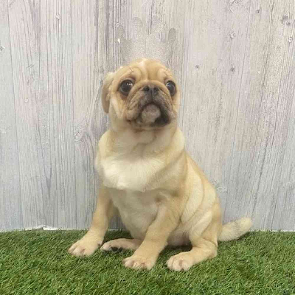 Female Pug Puppy for Sale in Braintree, MA