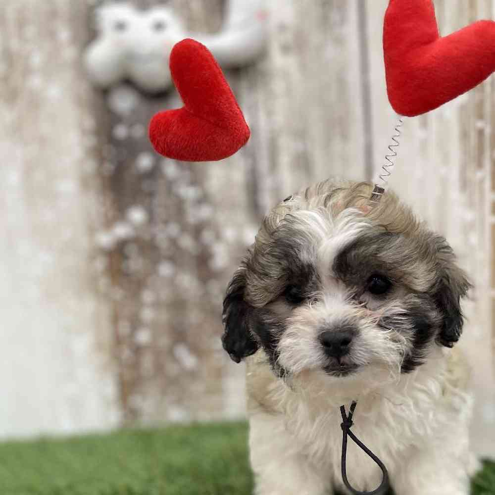 Male Teddy Bear (Zuchon) Puppy for Sale in Braintree, MA