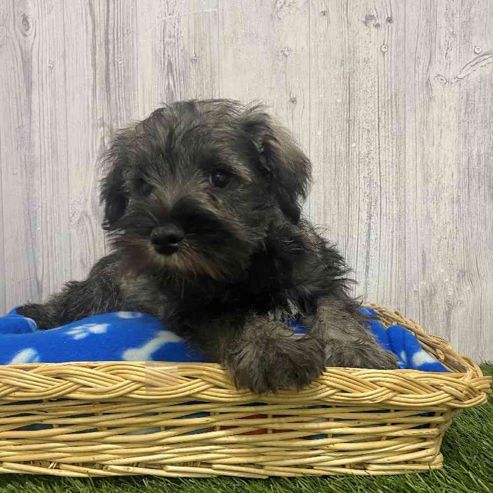 Male Miniature Schnauzer Puppy for Sale in Saugus, MA