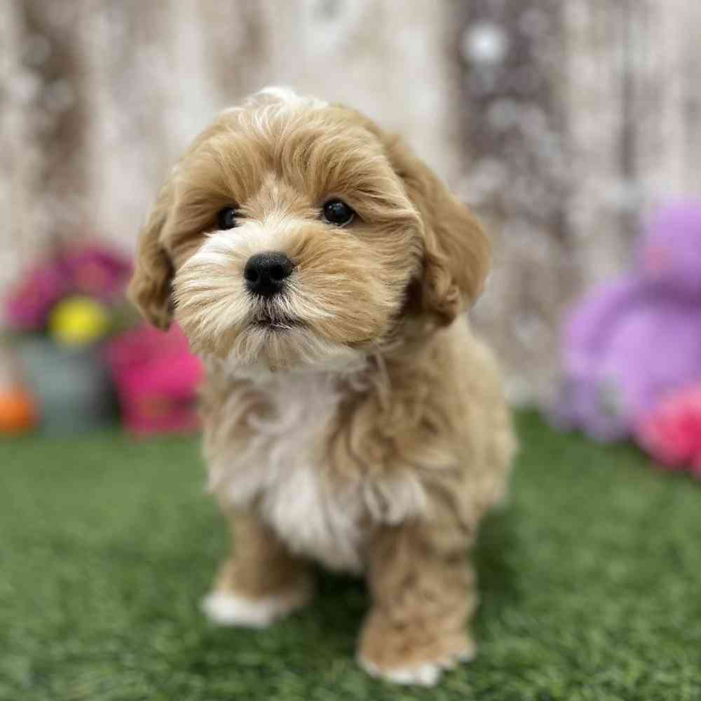 Male Lhasa-Poo Puppy for Sale in Braintree, MA