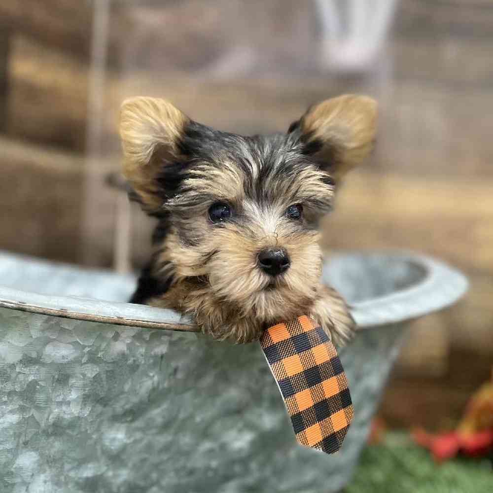 Male Yorkshire Terrier Puppy for Sale in Braintree, MA