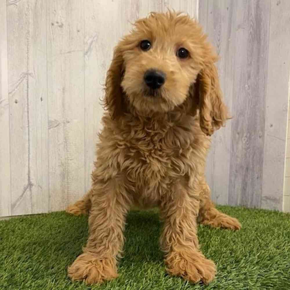 Female Goldendoodle Puppy for sale