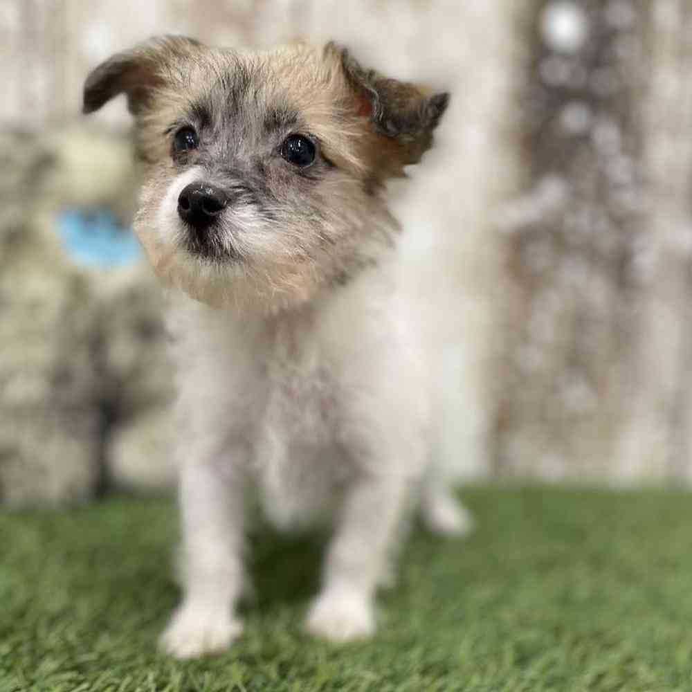 Female Yochon Puppy for Sale in Braintree, MA