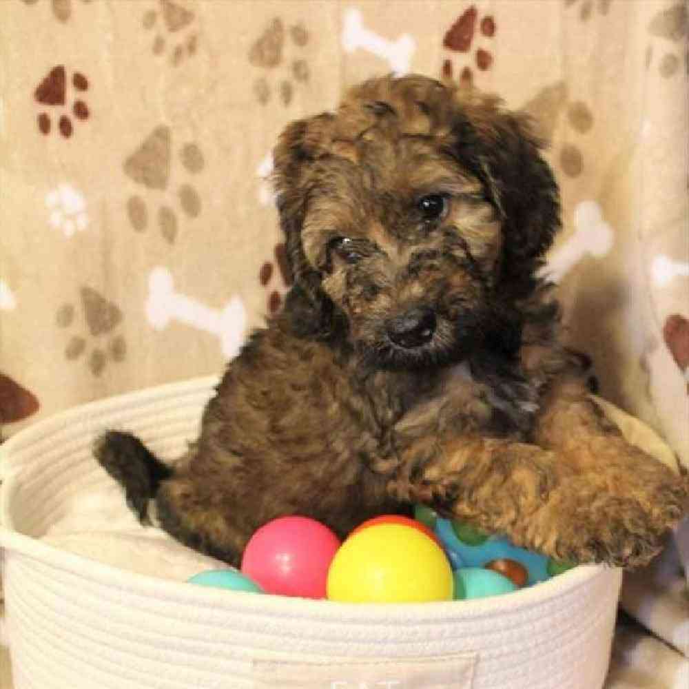 Male Mini Goldendoodle Puppy for sale