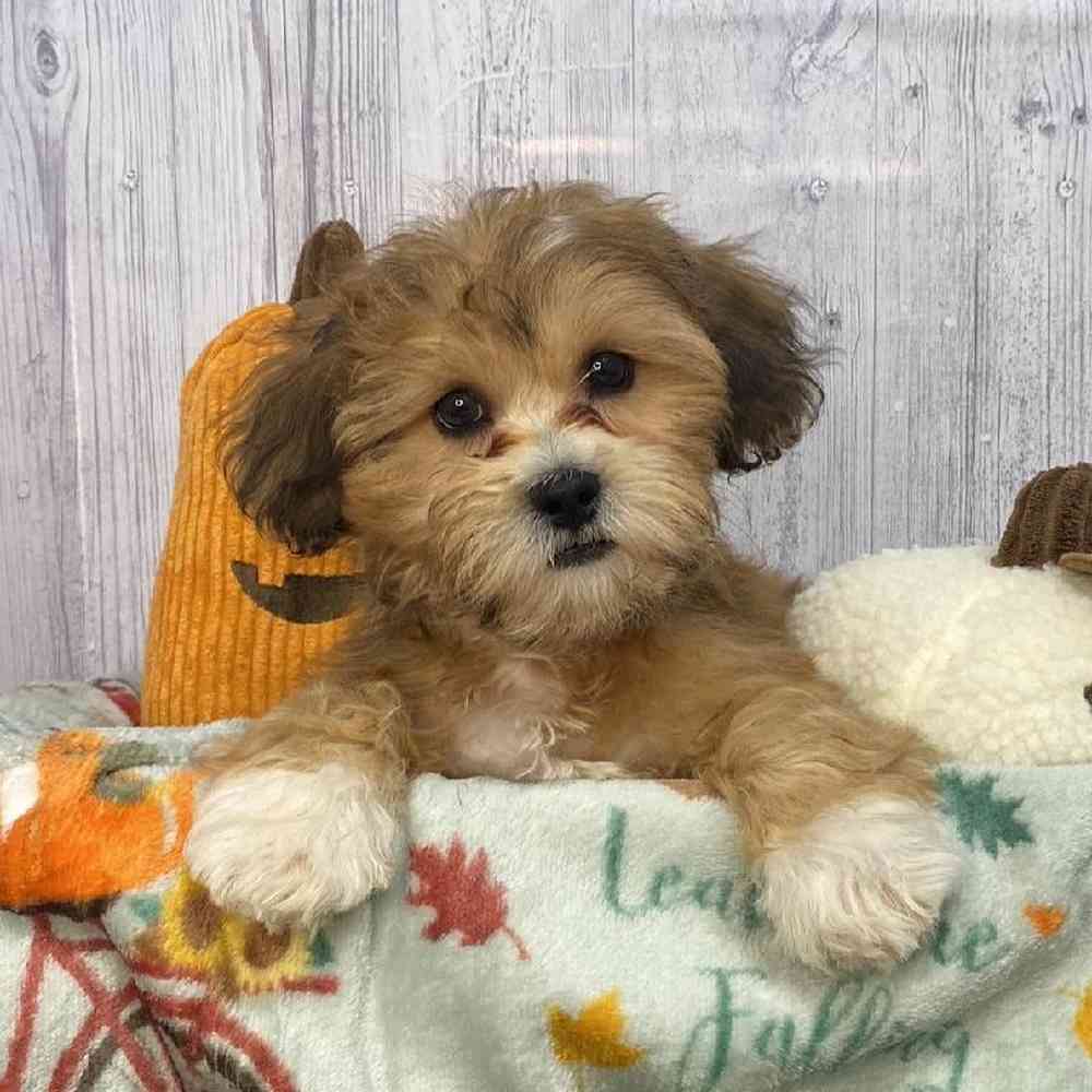 Male La-Chon Puppy for Sale in Saugus, MA