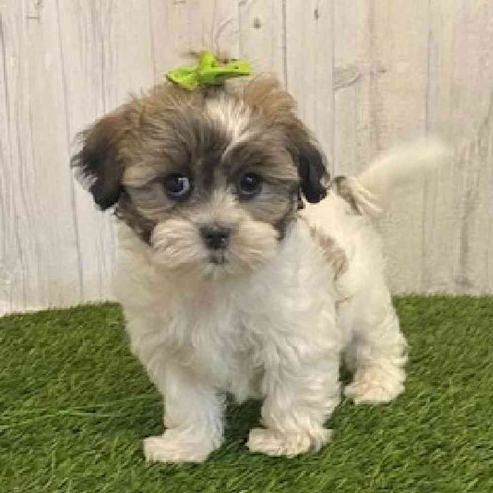 Female Teddy Bear (Zuchon) Puppy for sale