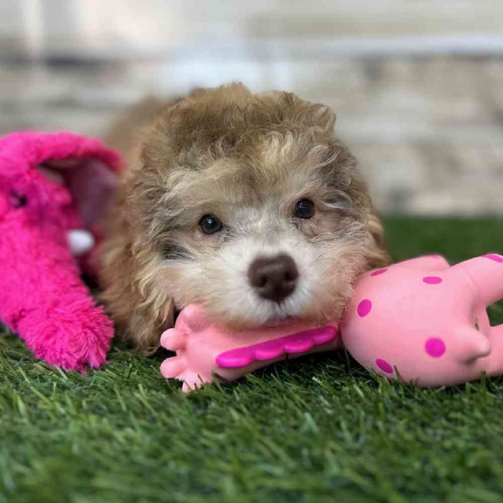 Female Mini NewfyPoo Puppy for Sale in Saugus, MA