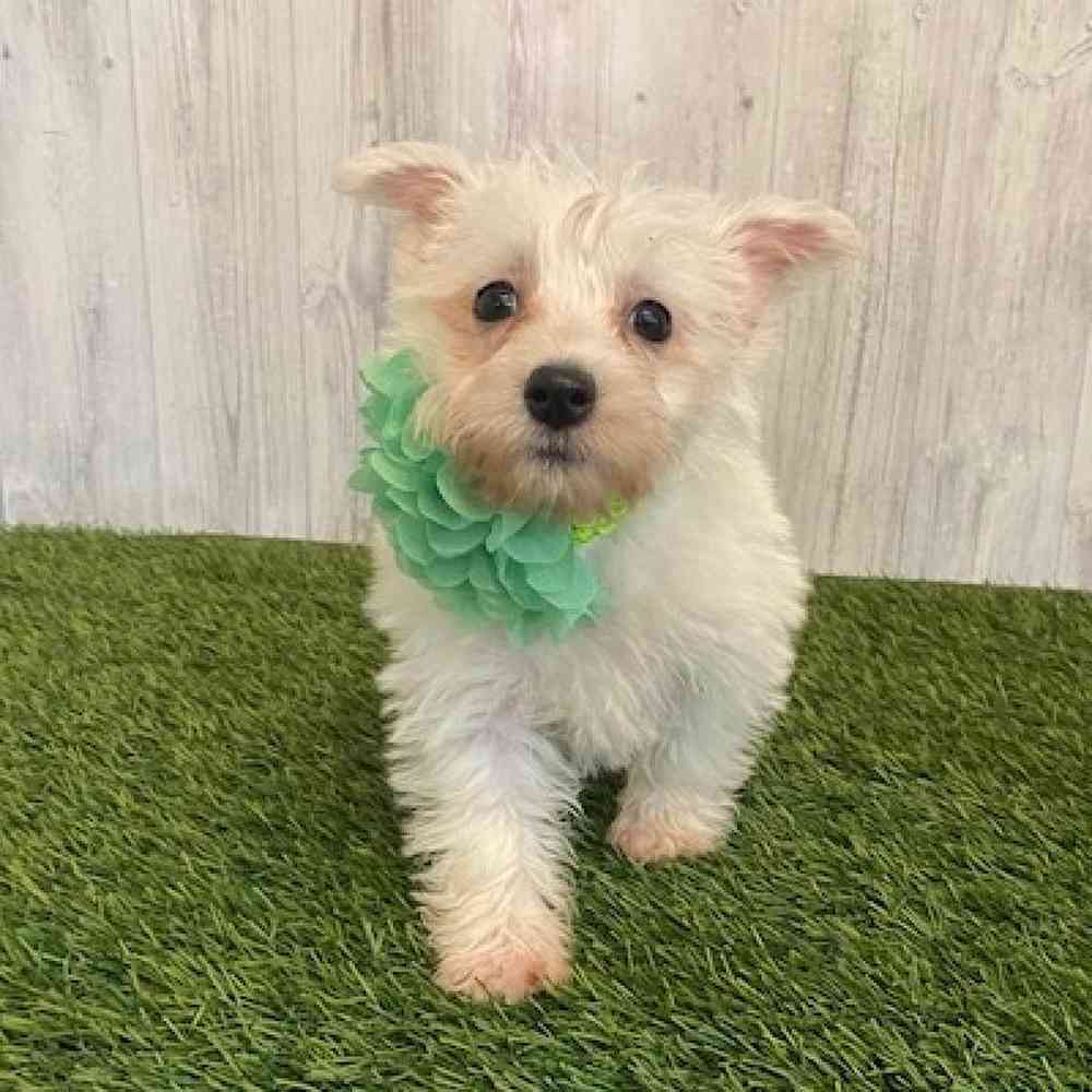 Female La-Westie Puppy for sale