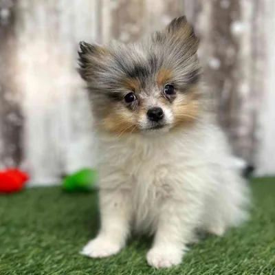 Female Pomeranian Puppy for Sale in Saugus, MA